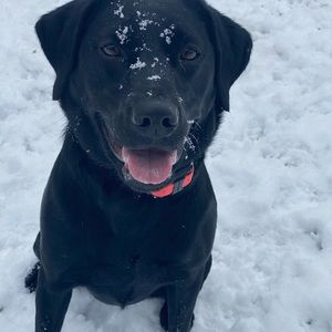 Meet your Posher, Joe